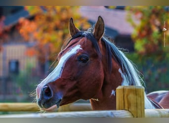 Paint Horse, Mare, 3 years, 14 hh, Pinto