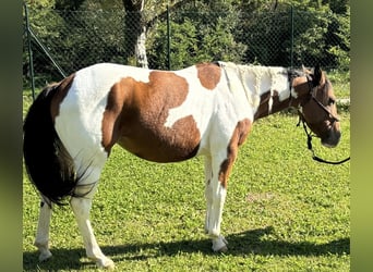 Paint Horse, Mare, 3 years, 14 hh, Pinto