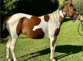 Paint Horse, Mare, 3 years, 14 hh, Pinto