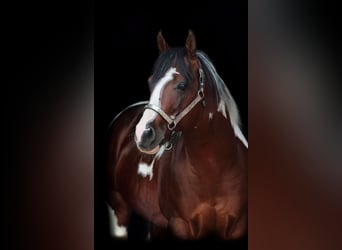 Paint Horse, Mare, 3 years, 14 hh, Pinto