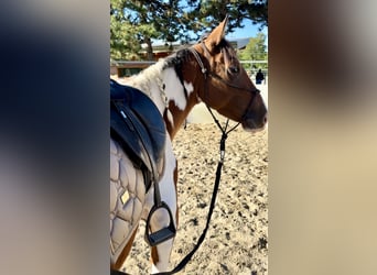 Paint Horse, Mare, 3 years, 14 hh, Pinto