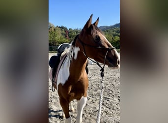 Paint Horse, Mare, 3 years, 14 hh, Pinto