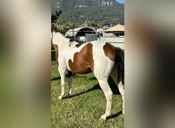 Paint Horse, Mare, 3 years, 14 hh, Pinto