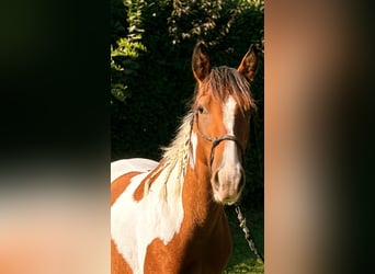 Paint Horse, Mare, 3 years, 14 hh, Pinto