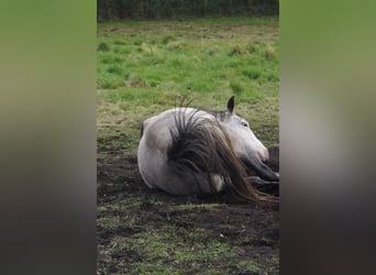 Paint Horse, Mare, 6 years, 14.2 hh, Grey