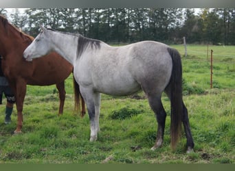 Paint Horse, Mare, 6 years, 14.2 hh, Grey
