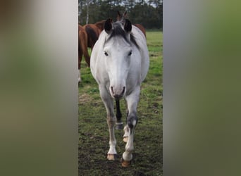 Paint Horse, Mare, 6 years, 14.2 hh, Grey