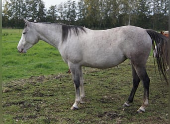 Paint Horse, Mare, 6 years, 14.2 hh, Grey