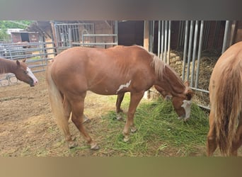 Paint Horse, Stallion, 1 year, 14.3 hh, Chestnut-Red