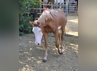 Paint Horse, Stallion, 1 year, 14.3 hh, Chestnut-Red