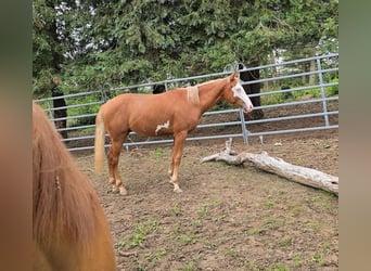 Paint Horse, Stallion, 1 year, 14.3 hh, Chestnut-Red