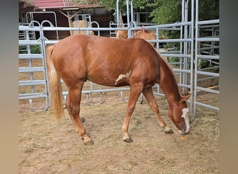 Paint Horse, Stallion, 1 year, 14.3 hh, Chestnut-Red