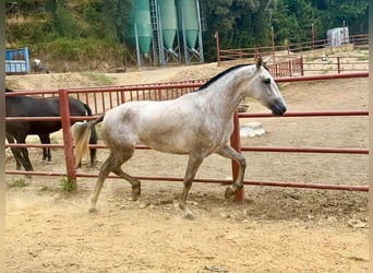 PRE, Mare, 3 years, 16.1 hh, Grey PRE, Mare, 3 years, 16.1 hh, Grey