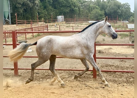 PRE, Mare, 3 years, 16.1 hh, Grey PRE, Mare, 3 years, 16.1 hh, Grey
