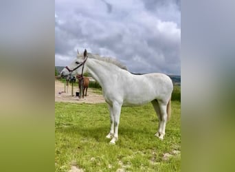 PRE Mix, Mare, 4 years, 16 hh, Grey PRE Mix, Mare, 4 years, 16 hh, Grey