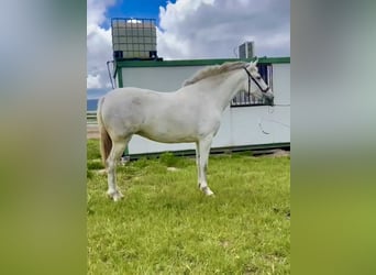 PRE Mix, Mare, 4 years, 16 hh, Grey PRE Mix, Mare, 4 years, 16 hh, Grey