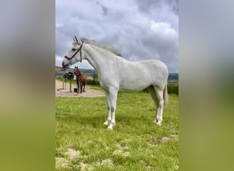 PRE Mix, Mare, 4 years, 16 hh, Grey PRE Mix, Mare, 4 years, 16 hh, Grey