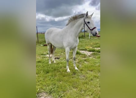 PRE Mix, Mare, 4 years, 16 hh, Grey PRE Mix, Mare, 4 years, 16 hh, Grey
