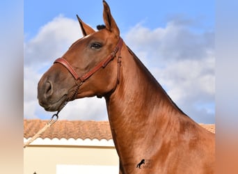 PRE, Mare, 5 years, 16.2 hh, Brown