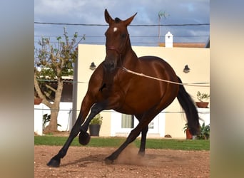 PRE, Mare, 5 years, 16.2 hh, Brown