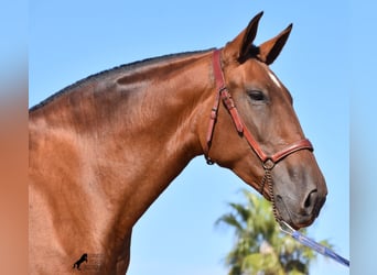 PRE, Mare, 5 years, 16.2 hh, Brown