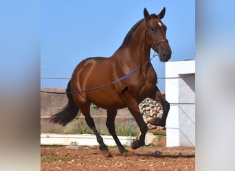 PRE, Mare, 5 years, 16.2 hh, Brown