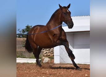 PRE, Mare, 5 years, 16.2 hh, Brown