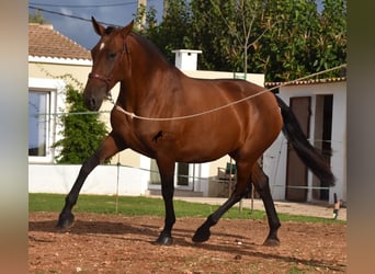 PRE, Mare, 5 years, 16.2 hh, Brown