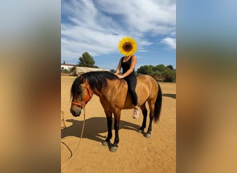 PRE Mix, Stallion, 3 years, 15.2 hh, Dun PRE Mix, Stallion, 3 years, 15.2 hh, Dun