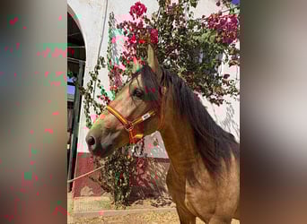 PRE Mix, Stallion, 3 years, 15.2 hh, Dun PRE Mix, Stallion, 3 years, 15.2 hh, Dun