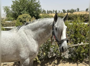 PRE Mix, Stallion, 4 years, 15.3 hh, Grey PRE Mix, Stallion, 4 years, 15.3 hh, Grey