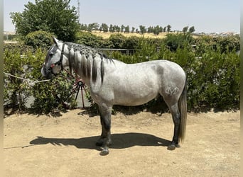 PRE Mix, Stallion, 4 years, 15.3 hh, Grey PRE Mix, Stallion, 4 years, 15.3 hh, Grey