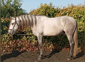 PRE Mix, Stallion, 4 years, 15.3 hh, Grey PRE Mix, Stallion, 4 years, 15.3 hh, Grey