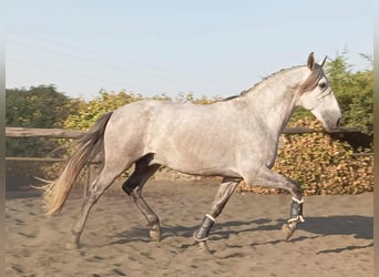 PRE Mix, Stallion, 4 years, 15.3 hh, Grey PRE Mix, Stallion, 4 years, 15.3 hh, Grey