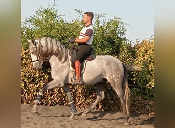 PRE Mix, Stallion, 4 years, 15.3 hh, Grey PRE Mix, Stallion, 4 years, 15.3 hh, Grey