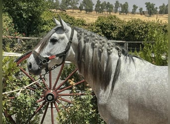 PRE Mix, Stallion, 4 years, 15.3 hh, Grey PRE Mix, Stallion, 4 years, 15.3 hh, Grey
