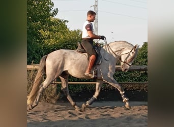PRE Mix, Stallion, 4 years, 15.3 hh, Grey PRE Mix, Stallion, 4 years, 15.3 hh, Grey