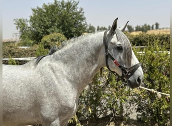 PRE Mix, Stallion, 4 years, 15.3 hh, Grey PRE Mix, Stallion, 4 years, 15.3 hh, Grey