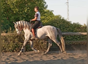 PRE Mix, Stallion, 4 years, 15.3 hh, Grey PRE Mix, Stallion, 4 years, 15.3 hh, Grey