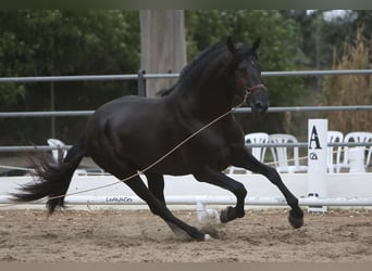 PRE, Stallion, 9 years, 17 hh, Black