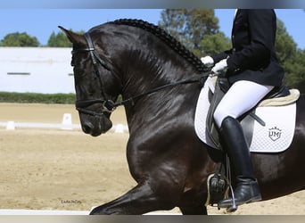 PRE, Stallion, 9 years, 17 hh, Black