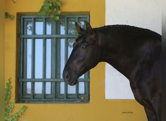 PRE, Stallion, 9 years, 17 hh, Black