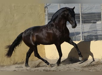 PRE, Stallion, 9 years, 17 hh, Black