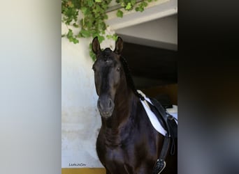 PRE, Stallion, 9 years, 17 hh, Black