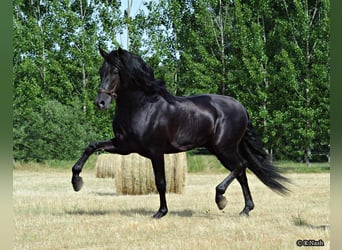 PRE, Stallion, 19 years, 16 hh, Black