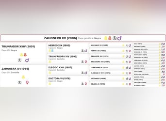 PRE, Stallion, 19 years, 16 hh, Black