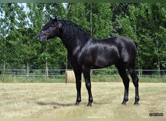 PRE, Stallion, 19 years, 16 hh, Black