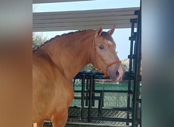 PRE, Stallion, 3 years, 16.2 hh, Champagne