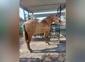 PRE, Stallion, 3 years, 16.2 hh, Champagne