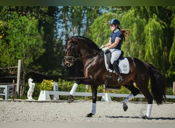 PRE, Stallion, 5 years, 16 hh, Smoky-Black